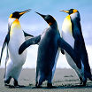 Девушки вы любите пингвинов?