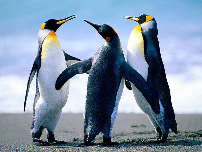 Девушки вы любите пингвинов?