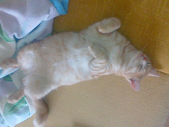 кот
