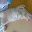 кот