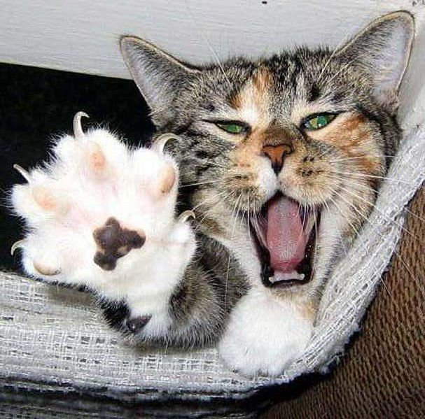 мой котик