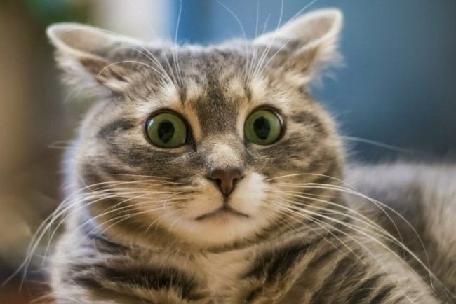 Вот так вот