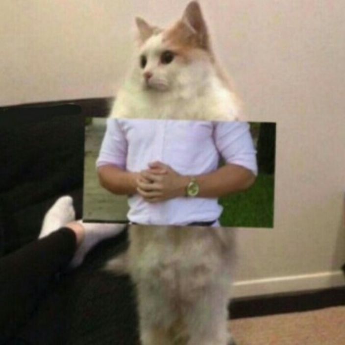 милый котик а чо