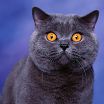 Мартовский кот