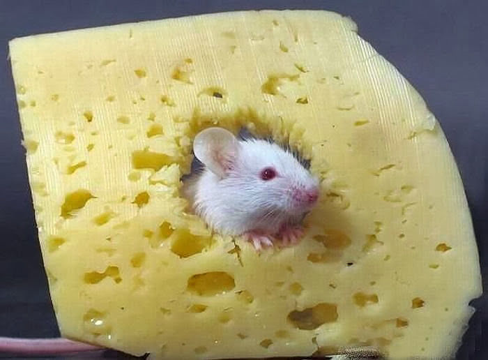 Люблю сыр