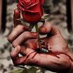 Роза с шипами - боль и страдание...