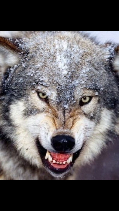 тамбовский волк