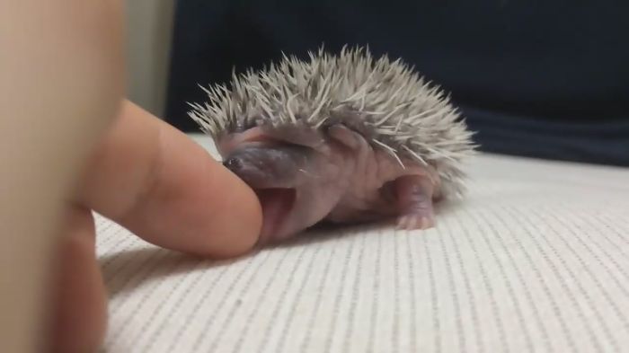 Твой Минет)