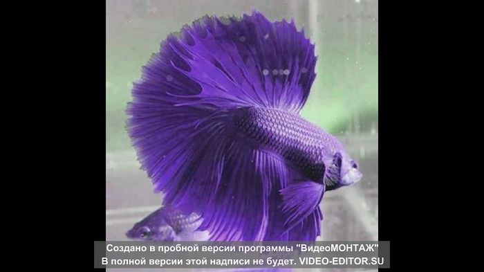 Чудо рыбки.